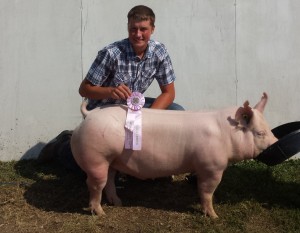 2015 Res Ch Purebred Barrow Goodhue County
